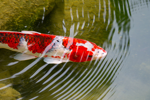 Red and White Koi, Carp, Goldfish in an outdoor pond with ripples on the water.