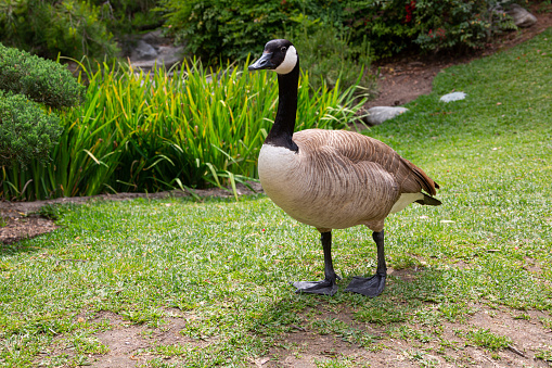 Canada goose standing on a grass lawn