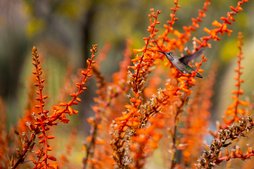 Hummingbird in flight in a colorful flower garden