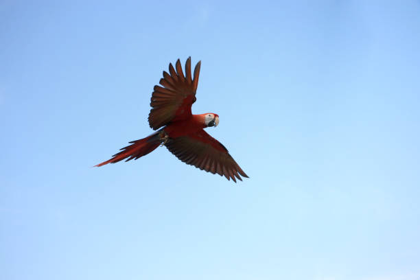 istock One macaw parrot flew beautifully with the sky as the background. 1224753760