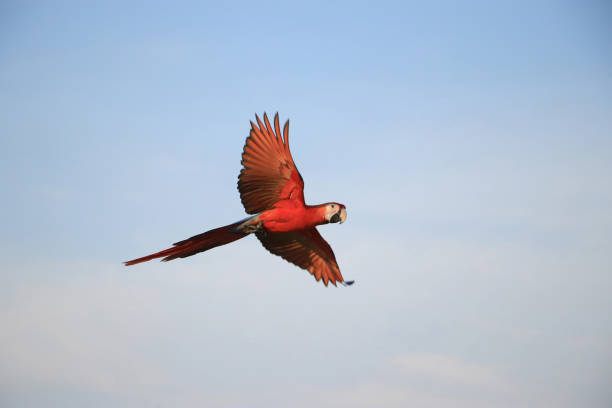 istock One macaw parrot flew in the sky as a background. 1224753761