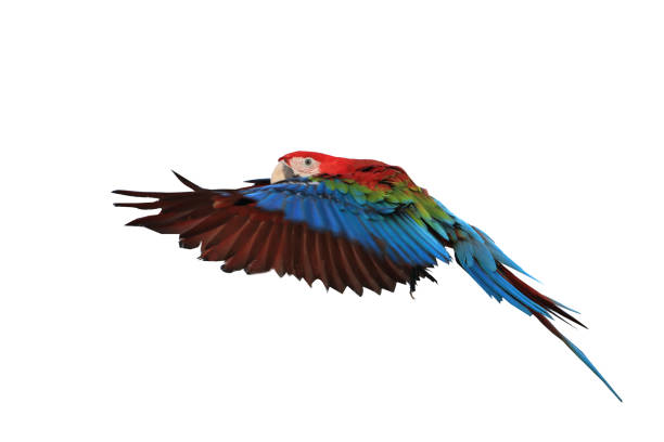 istock One macaw parrot isolated on a white background 1224753768