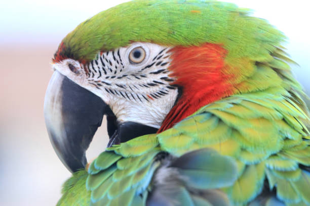 istock A close up of a green macaw parrot. 1224753778