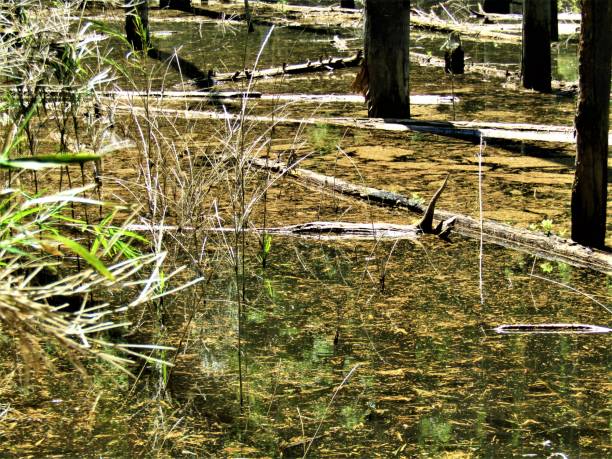 istock Japan. May. Small swamp in the forest. Reflections. 1224755350