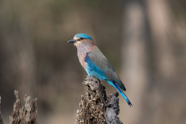 The Indian roller with nice coloures and beautiful background.