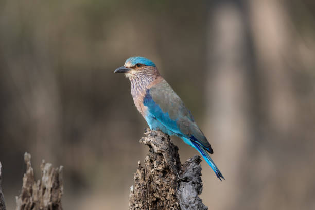 The Indian roller with nice coloures and beautiful background. The Indian roller is a bird of the family Coraciidae, the rollers. It occurs widely from West Asia to the Indian Subcontinent. It is listed as least concern on the IUCN Red List. The Indochinese roller was formerly included as a subspecies. coracias benghalensis stock pictures, royalty-free photos & images