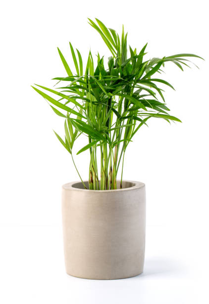 istock Decoration plant on concrete pot 1224756460