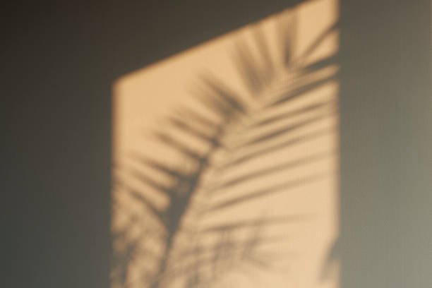 istock Gray Concrete Wall With Foliage Shadow Texture. The texture of the plaster 1224756612
