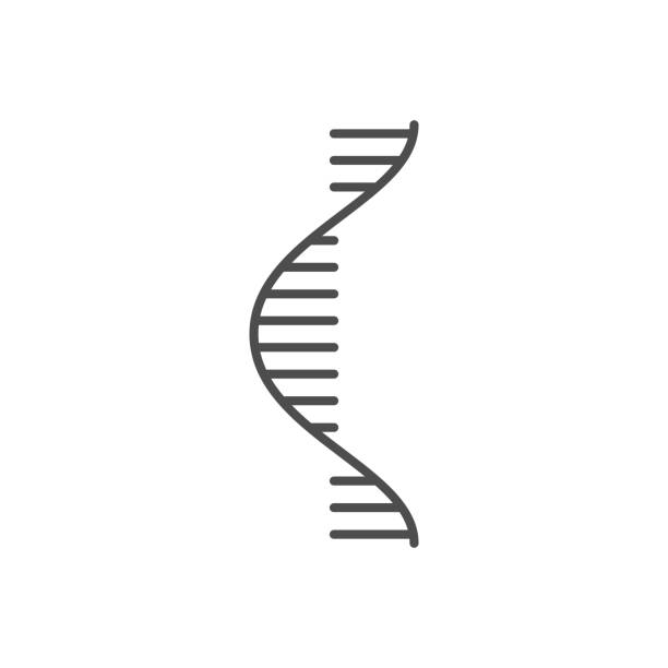 значок тонкой линии вектора, связанный с рнк - human rna stock illustrations