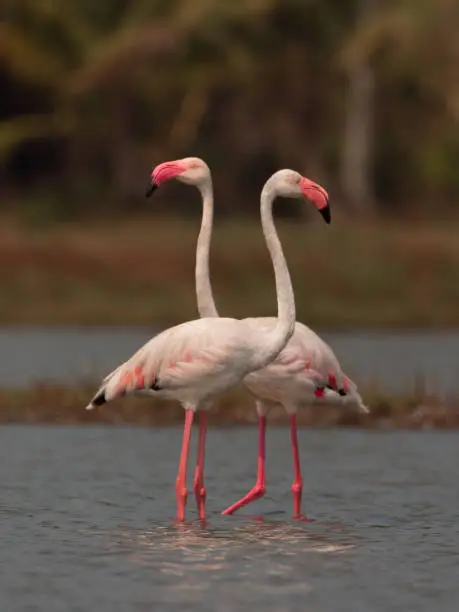 Photo of Greater flamingo in beautiful colour background.