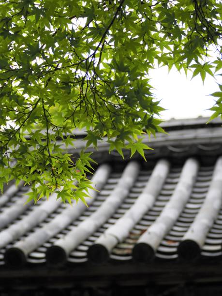istock Fresh green maple leaves and Japanese traditional tiled roof 1224757432