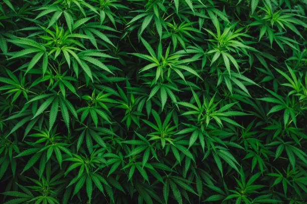 istock plant background leaf marijuana medicine cannabis 1224757577