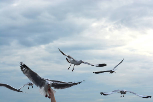 istock seagull spreading wings flying to eat crackling from  hand feeding 1224757857