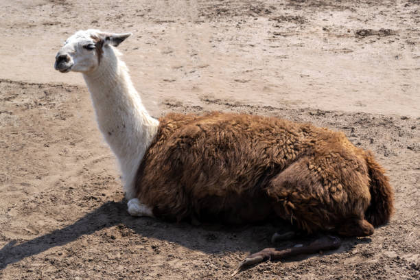 istock Llama lies on the sand 1224758749