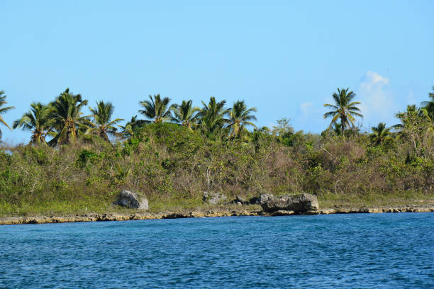 istock coast with stones, palms and foliage 1224758905