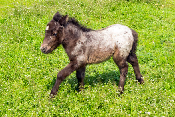 istock A horse grazes in a green meadow 1224759120