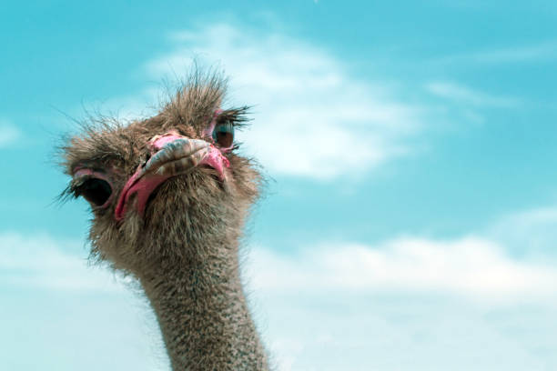 istock Ostrich against the blue sky 1224759148