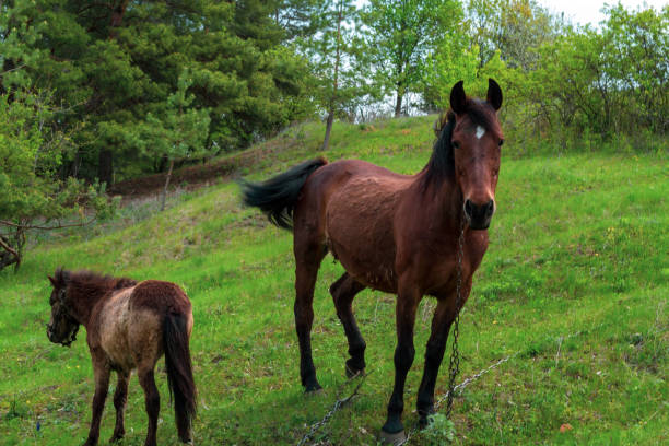 istock A horse grazes in a green meadow 1224759220