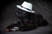 Dog breed Russian black terrier,