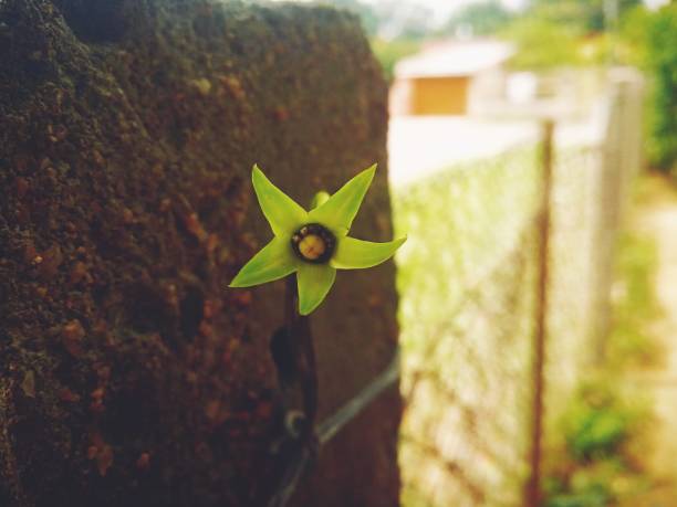 Kalke flower stalk