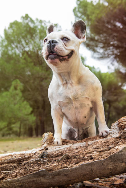 istock French bulldog in the forest on a tree trunk. 1224760219