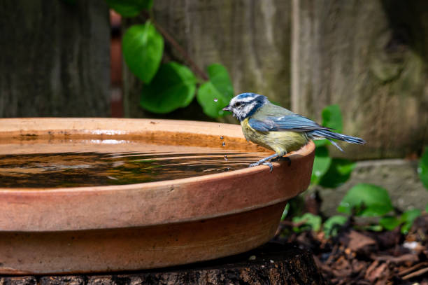 euraziatische blauwe mezen, cyanistes caeruleus, die door de kant van een drinkwater van het vogelbad wordt neergestreken - bird water bath garden stockfoto's en -beelden