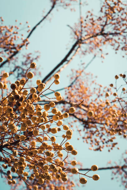 istock Seeds on branches of berry tree under blue sky. 1224761742