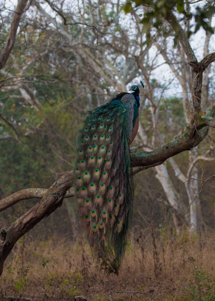 istock Peacock sitting on the branch of a tree with maximum exposed its feathers. 1224762037