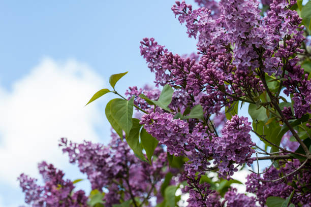 istock Syringa Vulgaris against the Sky 1224762090