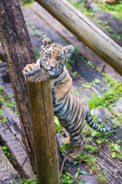istock Cute little tiger in the zoo 1224763746