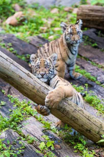 istock Cute little tiger in the zoo 1224763754