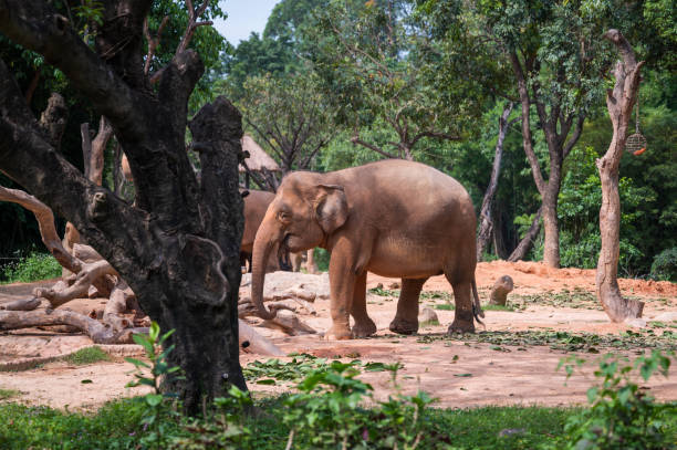 istock Asian elephant in the zoo 1224763756