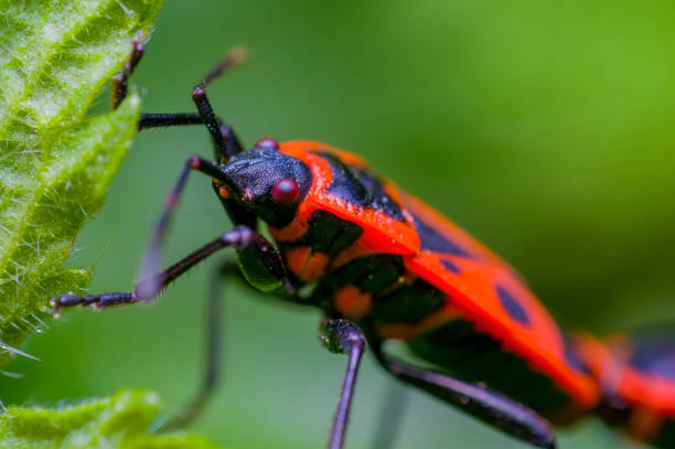 istock small beetle in high season grass 1224765893