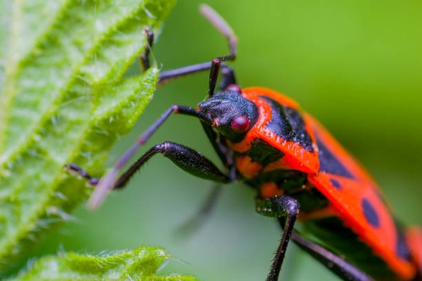 istock small beetle in high season grass 1224766684