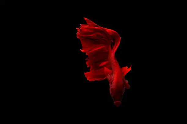 Betta Siamese fighting fish isolated on black background. Red dragon fighting fish(Rosetail)(halfmoon).
