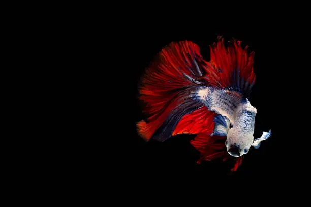 Multi color Siamese fighting fish,  dragon fighting fish(Rosetail)(halfmoon). Red white half moon long delta tail isolated on black background.