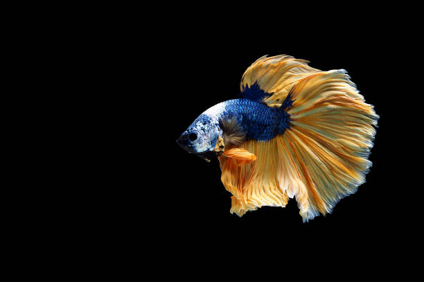 Multi color Siamese fighting fish(Rosetail)(halfmoon), Betta splendens Pla-kad (biting fish) Thai black background with clipping path.