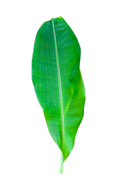 istock banana leaf isolated white background with clipping path. HD Image and Large Resolution. can be used as wallpaper 1224766984