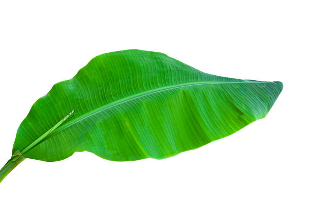 istock banana leaf isolated white background with clipping path. HD Image and Large Resolution. can be used as wallpaper 1224766988