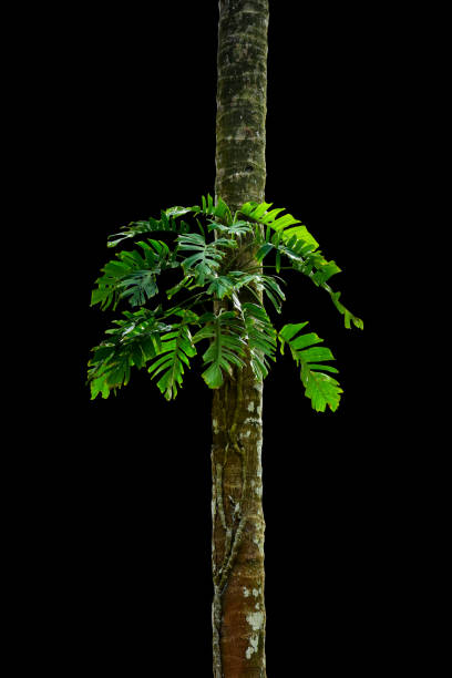 monstera leaf isolated on a black background, including clipping paths. HD Image and Large Resolution. can be used as wallpaper hojas tropicales de monstera nativa (epipremnum pinnatum) planta liana que crece en escalada salvaje en árbol de la selva, planta de bosque tropical de hoja perenne arbusto aislado en fondo negro con camino de recorte. imagen hd y resolución grande. se p