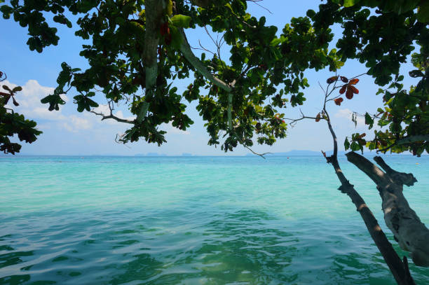 istock Green tree and the turquoise sea 1224768126