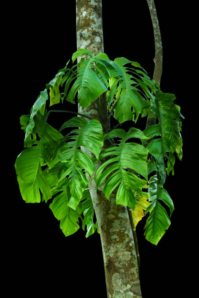 monstera leaf isolated on a black background, including clipping paths. HD Image and Large Resolution. can be used as wallpaper hojas tropicales de monstera nativa (epipremnum pinnatum) planta liana que crece en escalada salvaje en árbol de la selva, planta de bosque tropical de hoja perenne arbusto aislado en fondo negro con camino de recorte. imagen hd y resolución grande. se p