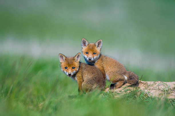 istock Young red fox babies are playing on the green meadow 1224768504