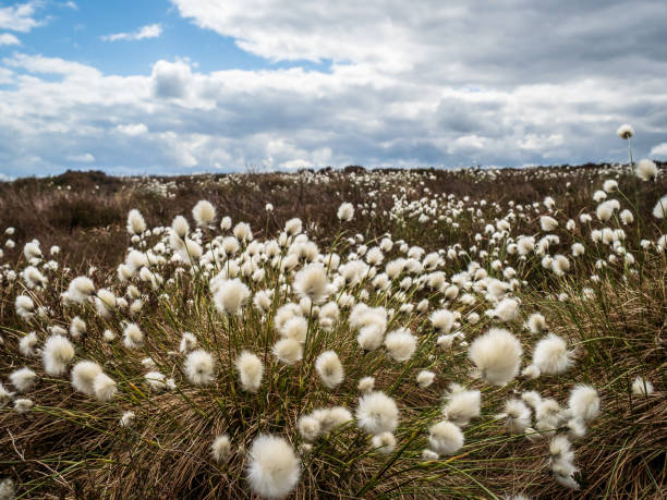 istock Hare's-tail cottongrass (Eriophorum vaginatum) 1224769593