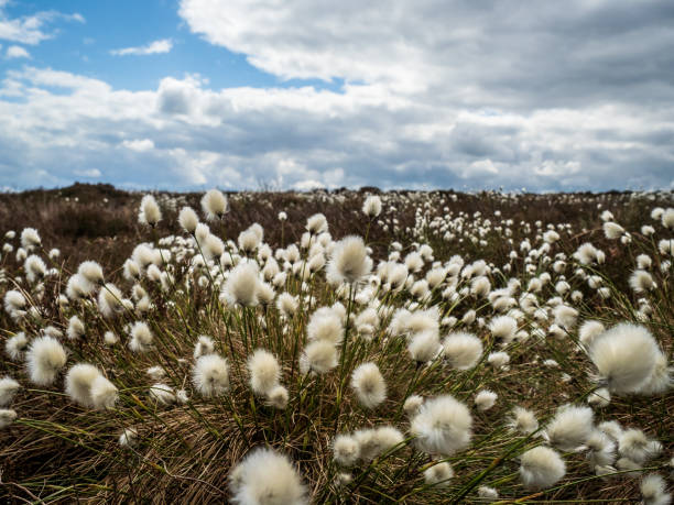 istock Hare's-tail cottongrass (Eriophorum vaginatum) 1224769784