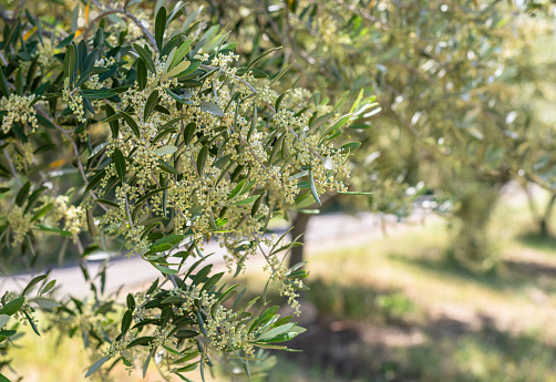 Field of young Olea europaea trees grown organically to produce olive oil