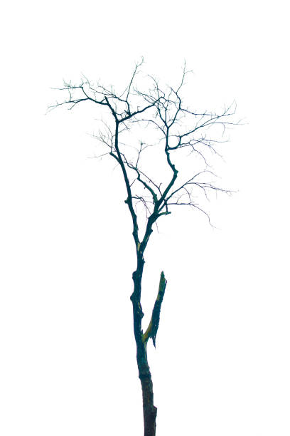 istock Isolated dead tree with no leaves on white background with clipping path. HD Image and Large Resolution. can be used as wallpaper 1224770160