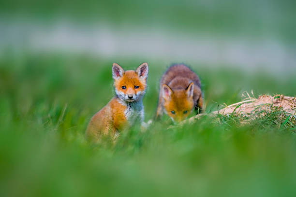 istock Young red fox babies are playing on the green meadow 1224770263