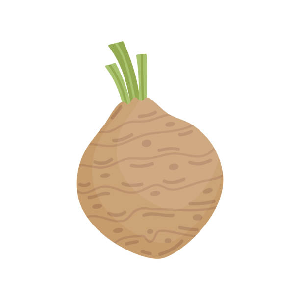 Celery root Celery root vector illustration icon. Celeriac vegetable. Isolated. Celeriac stock illustrations