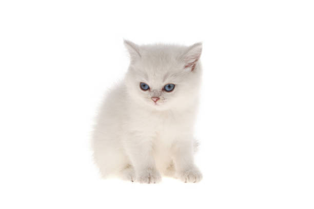 istock British shorthair kitten on white background 1224772348